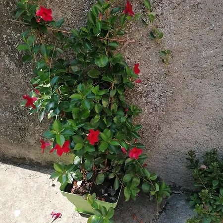 Panzió Pati Del Sol *